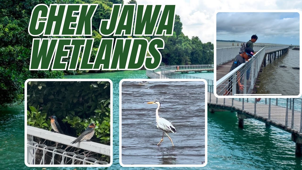 Wildlife Adventure at Chek Jawa Wetlands 🌿🏝️Dec 2025
