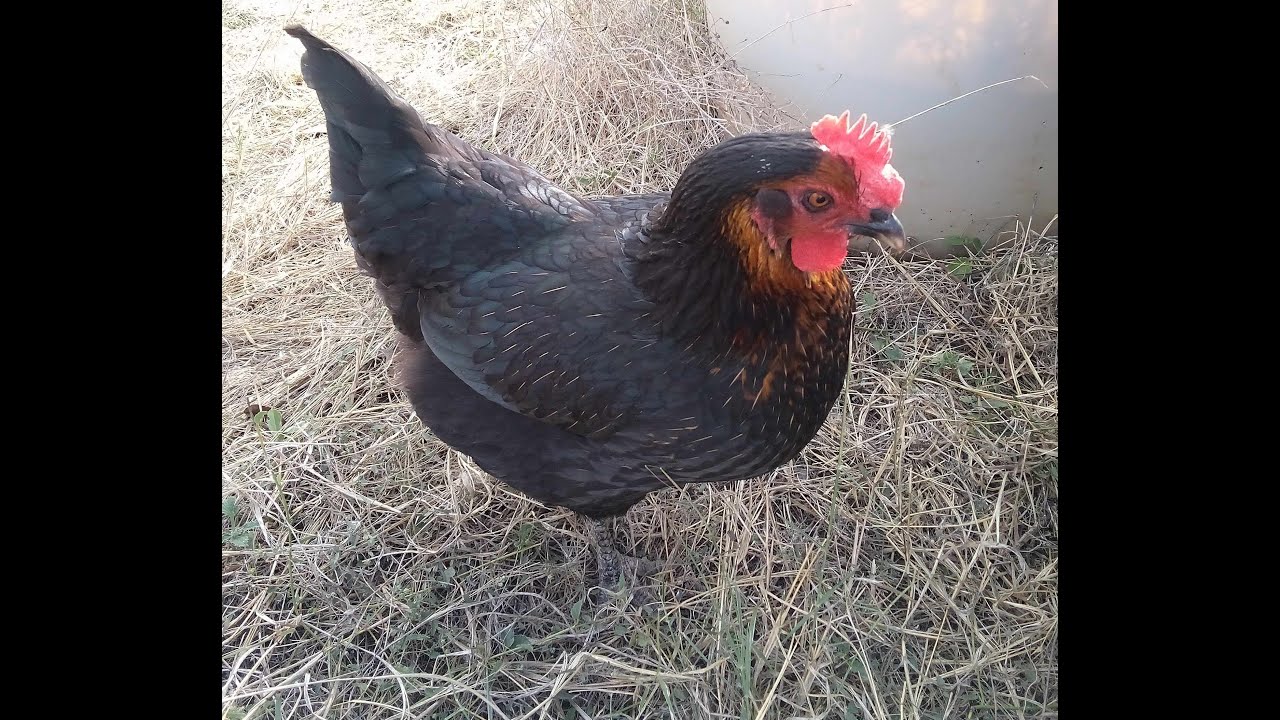 Black Star #BlackStar #Breeds