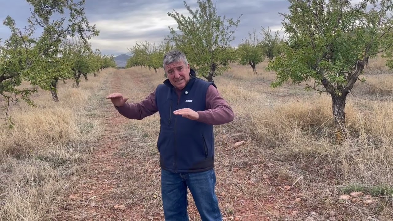 El almendro con los pies en el suelo