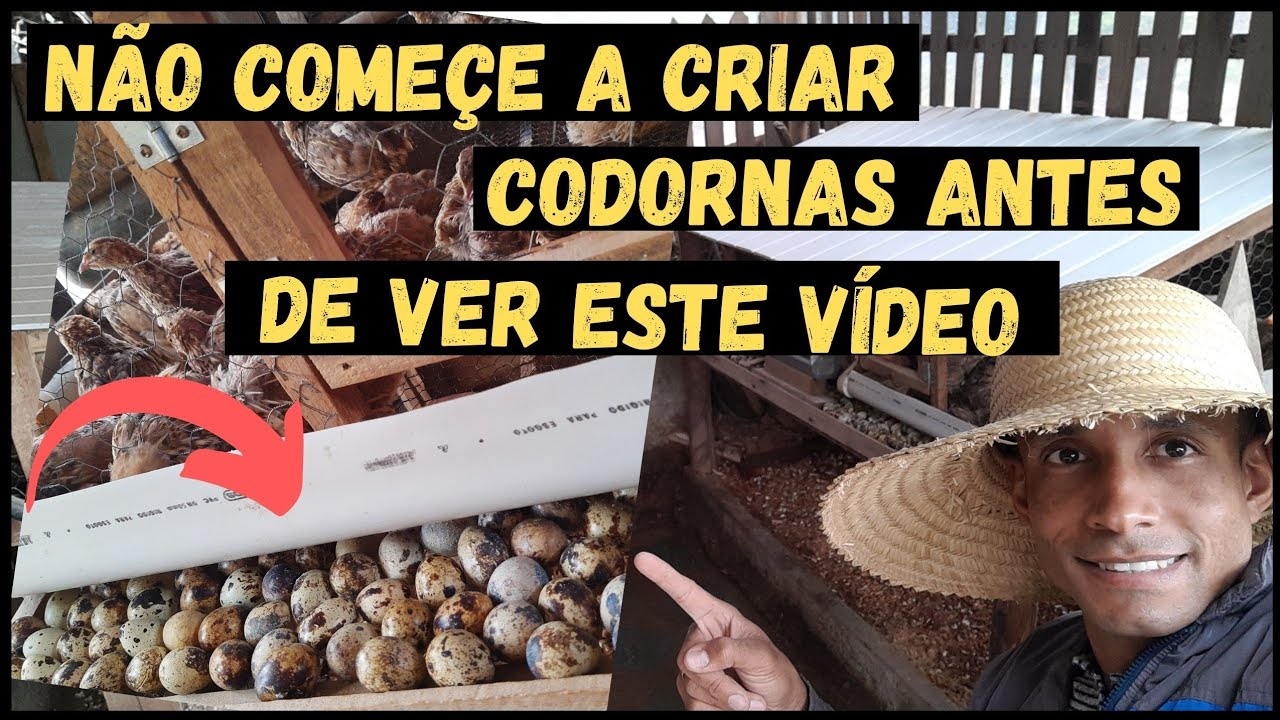 A solução dos seus Problemas !!! #codorna @TILAPIA Minha Vida !  #sustentabilidade