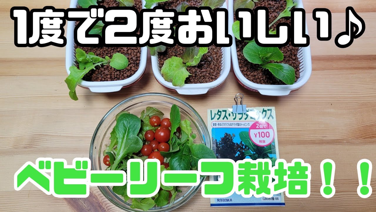 【水耕栽培大学】1度で2度おいしい♪ベビーリーフ栽培！！