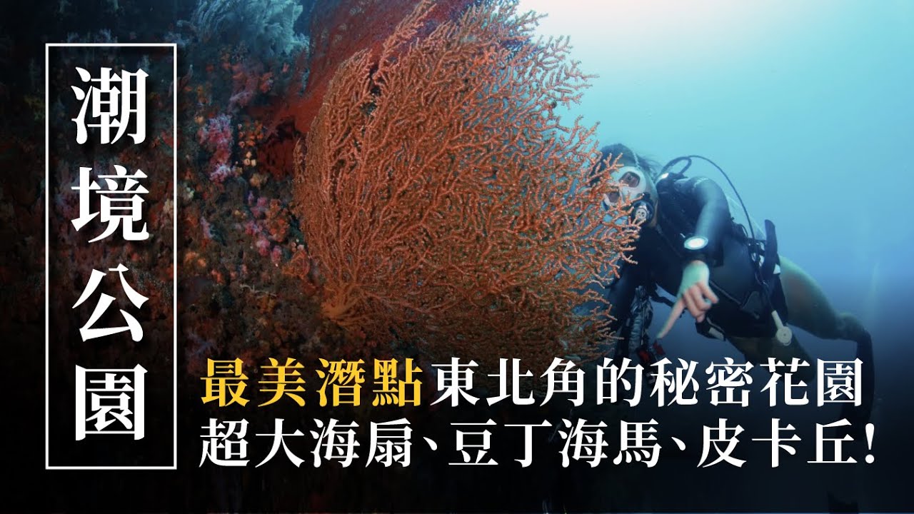 東北角最美潛點！潮境公園看到豆丁海馬、皮卡丘、超大海扇、海龜！生態超好！