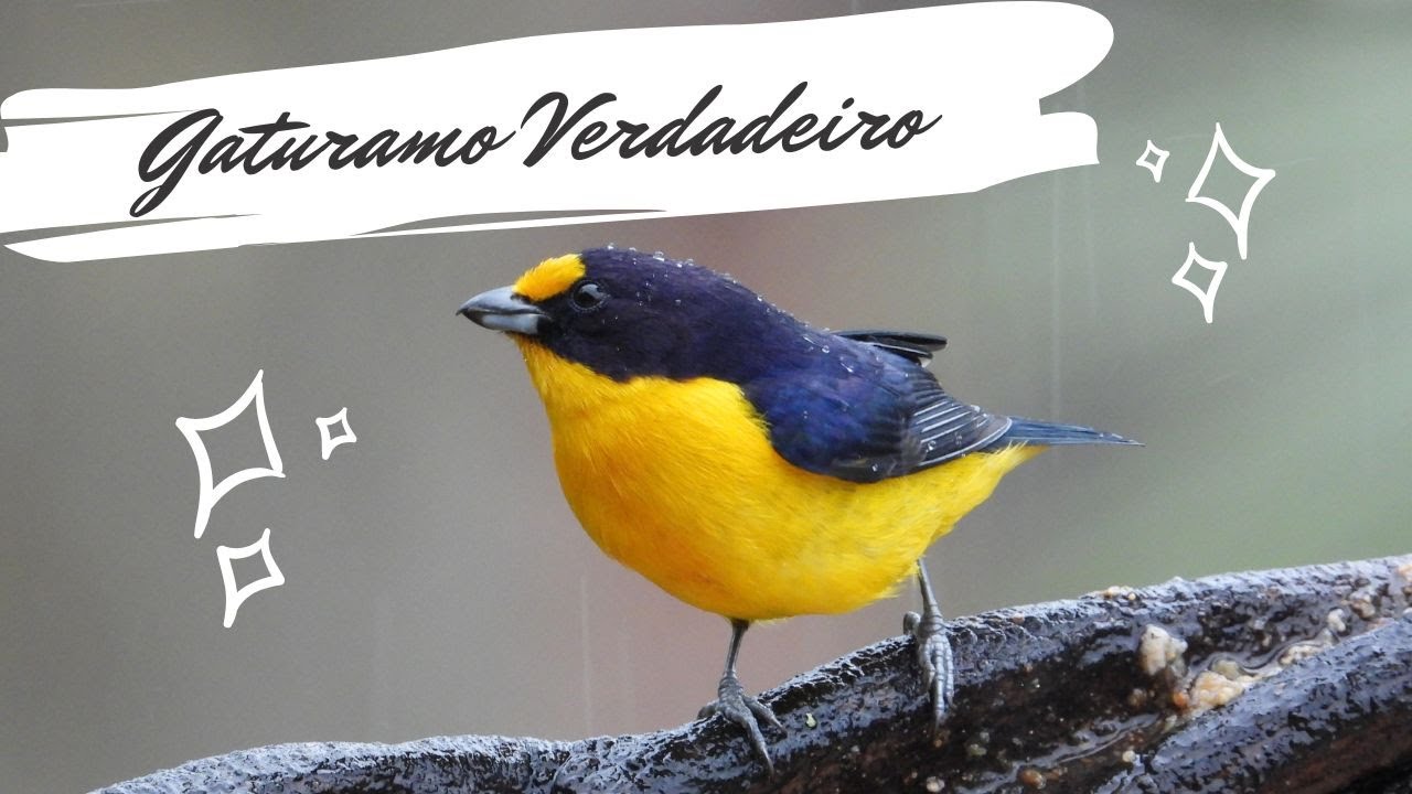 Gaturamo Verdadeiro - Euphonia violacea - Violaceous Euphonia