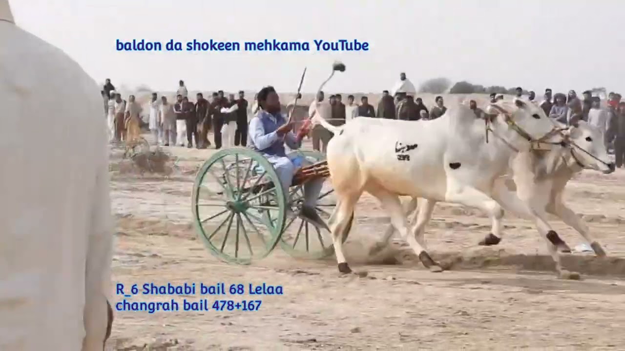 31 January 2026 district Faisalabad donda donda bailgadi race ground 228 