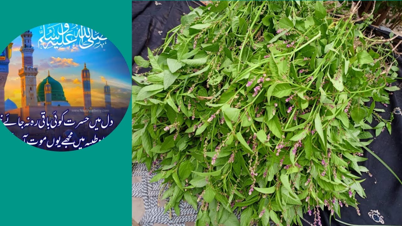 Tandaly Ka Saag Recipe/تاندلے کے ساگ کی نئی اور انوکھی ریسپی یوٹیوب پر پہلی بار👍