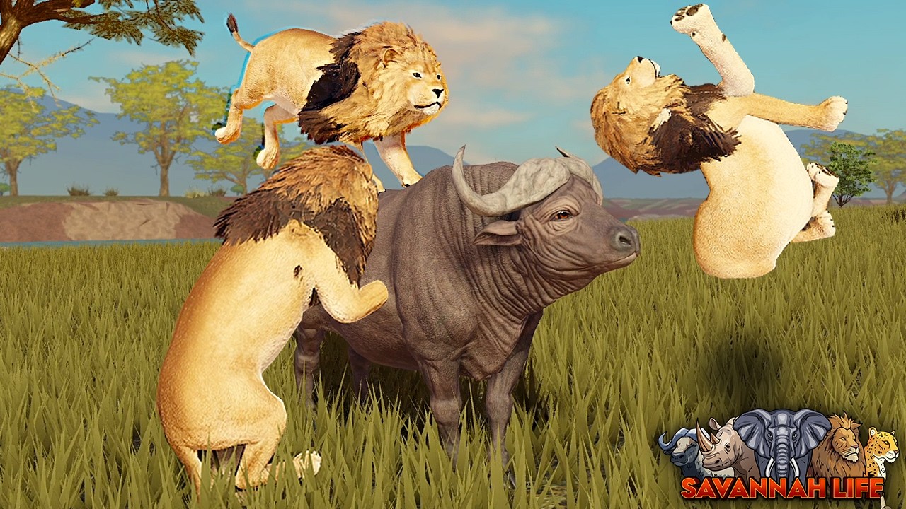 Buffalo Crushing Lion Prides Bones! | ROBLOX Savannah Life