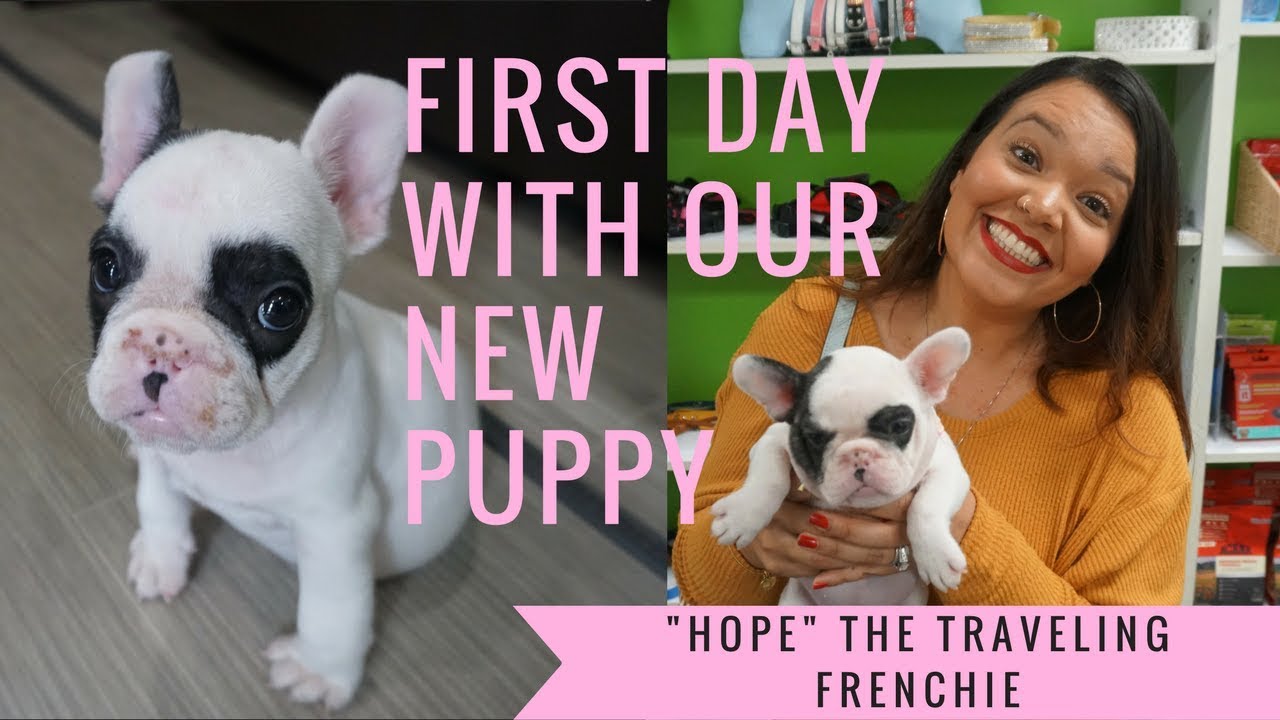 OUR NEW PUPPY 🐶 | FRENCH BULLDOGS FIRST DAY AT HOME | CUTEST PUPPY EVER 😊