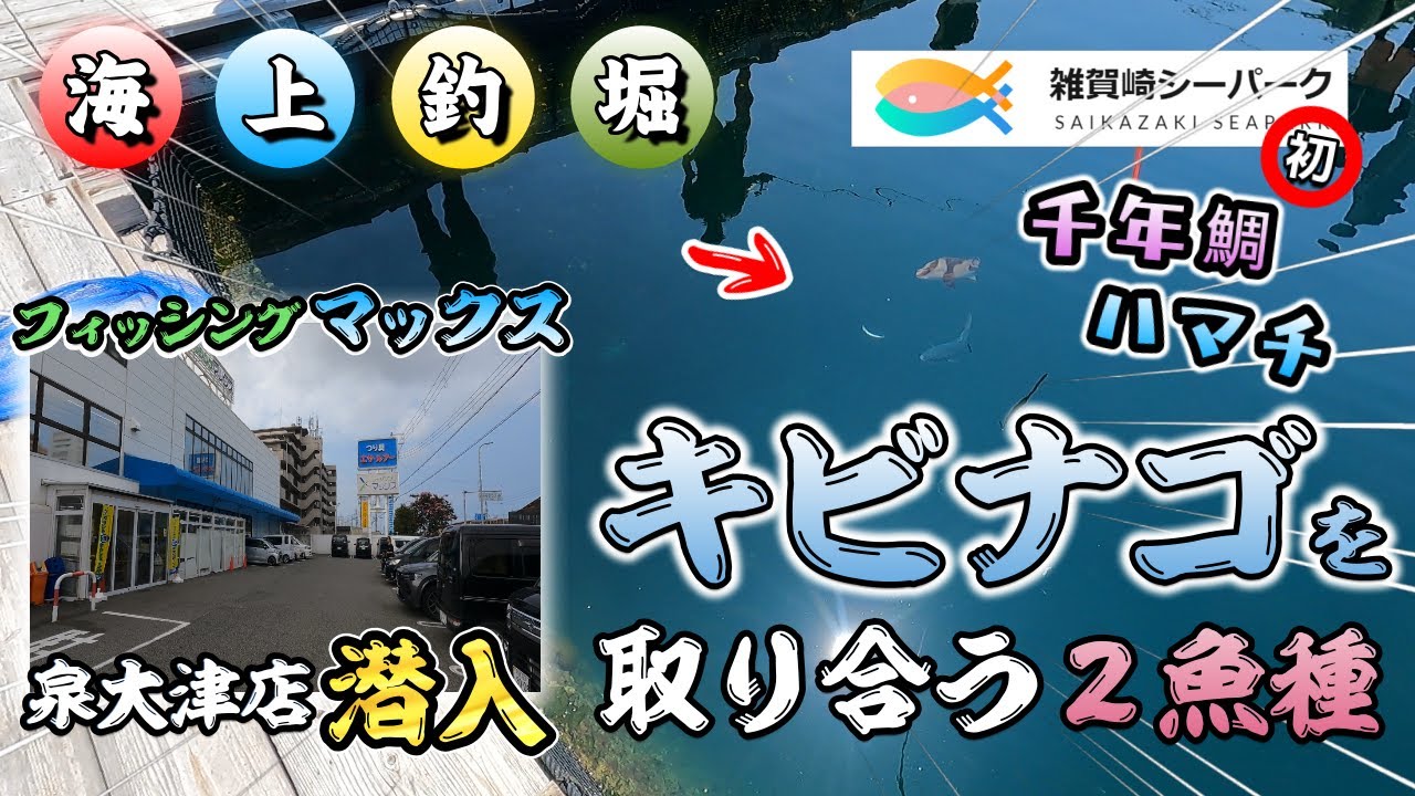 【海上釣堀】青４匹！サンマ、カツオ、サンマ、キビナゴ、初めての釣堀で奮闘💦