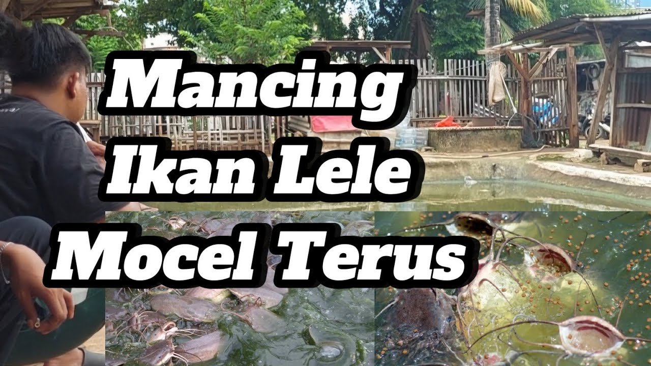 DI BUAT PENASARAN KALAU MANCING KAYA GINI ||MANCING IKAN LELE‼️
