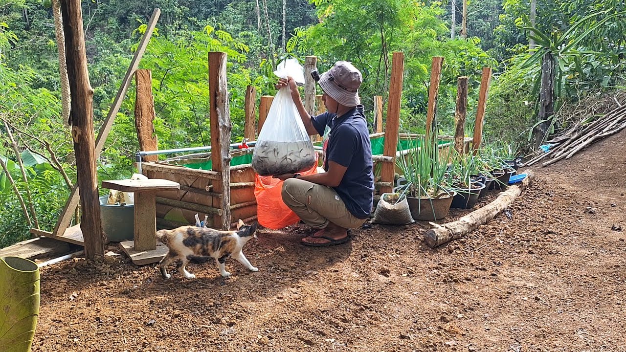 1.000 Bibit Ikan Lele Aku Lepas Di Kolam, Persiapan Bulan Puasa