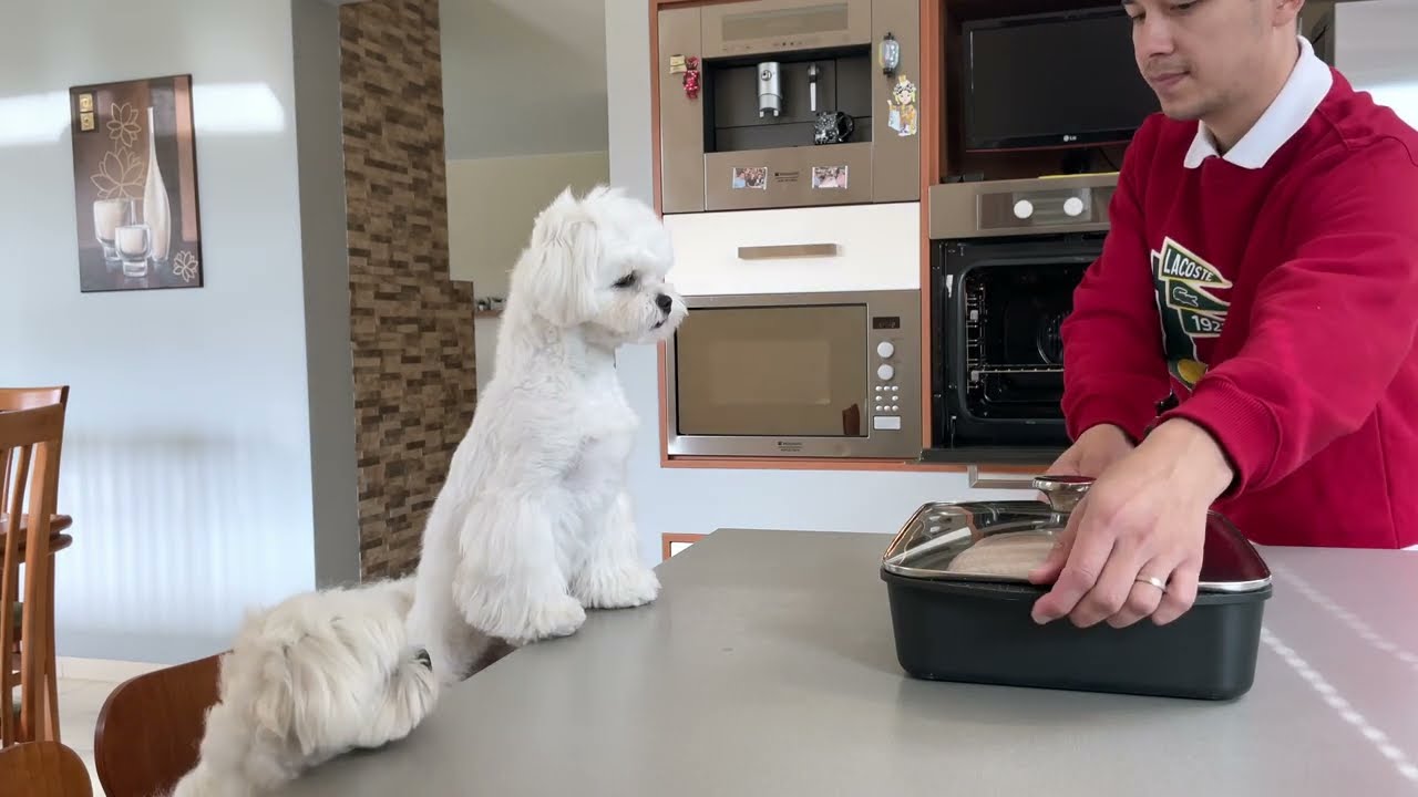 Leaving My Dogs Alone with a Whole Chicken #dog #maltese #puppy