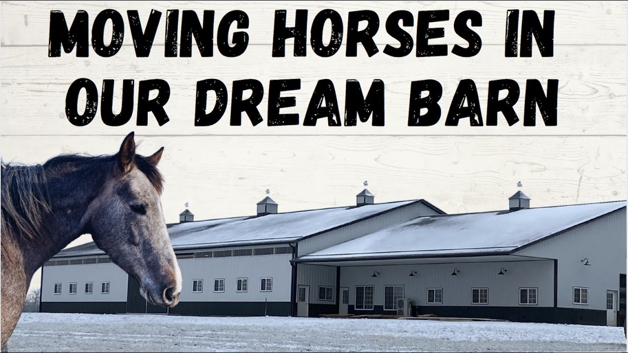horse barn vlog - moving our horses in