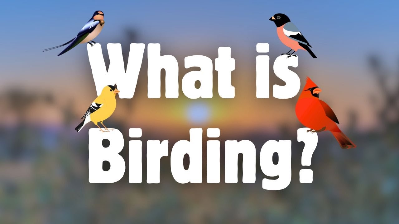 What is Birding? Learn About This Fast Growing Hobby Today!