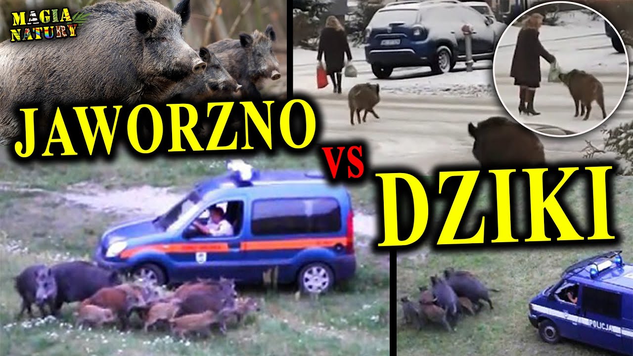 Inwazja DZIK&Oacute;W na Jaworzno - Dlaczego Jest Ich tak Dużo?