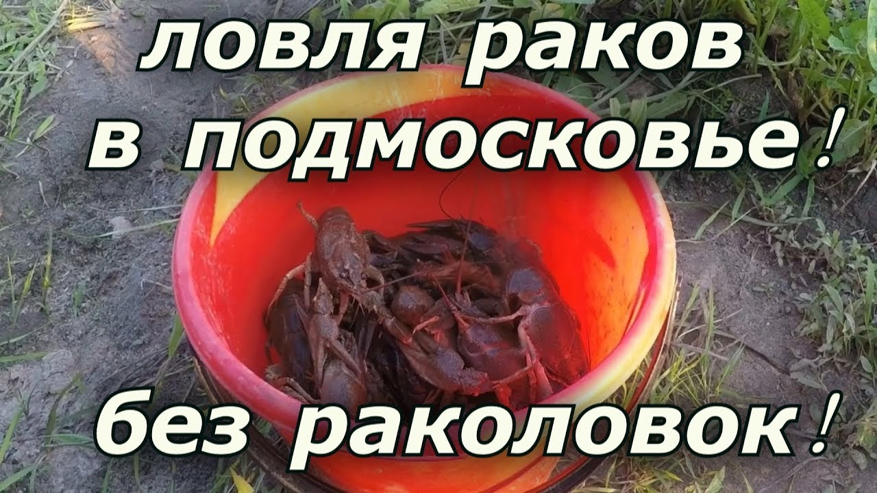 Ловля раков в Подмосковье! Без раколовок! Река Ока!
