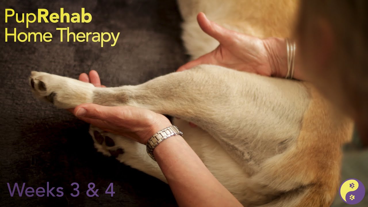 PupRehab Home Therapy Weeks 3 & 4 (following TPLO or TTA surgery)