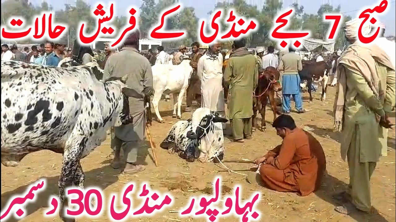 Bahawalpur Cow Mandi | Cholistani Sahiwal & Brahman Bachre Bachrian | Best Qurbani Cattle 2025
