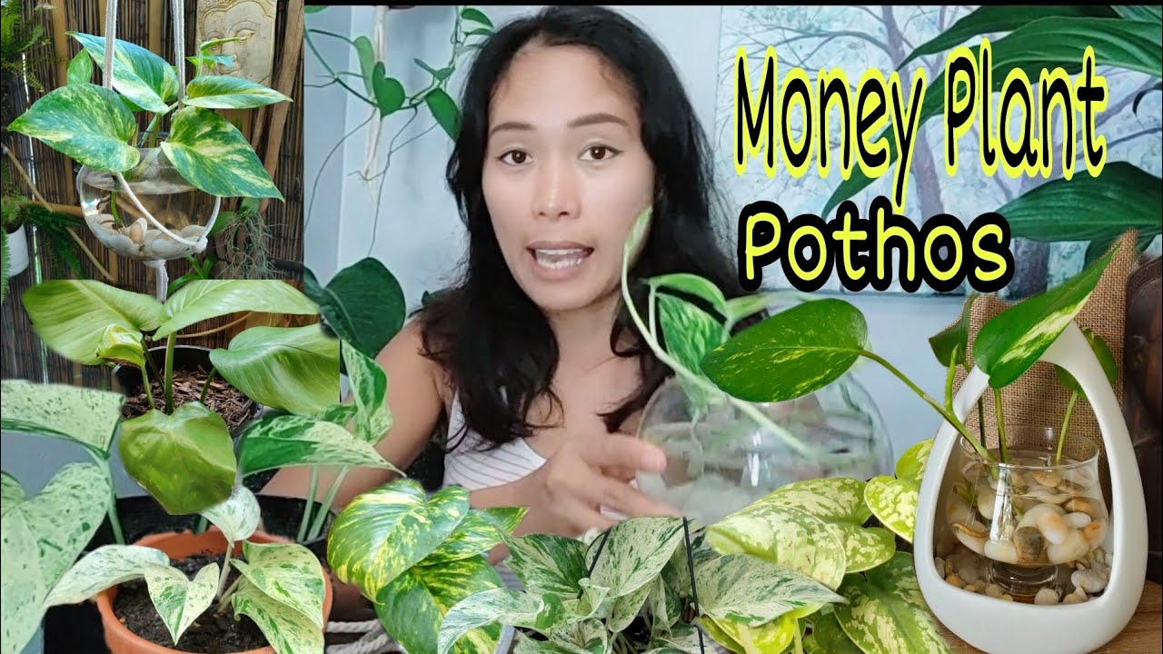 Money plant perfect indoor air purifier / Different Pothos collection and how I look after them