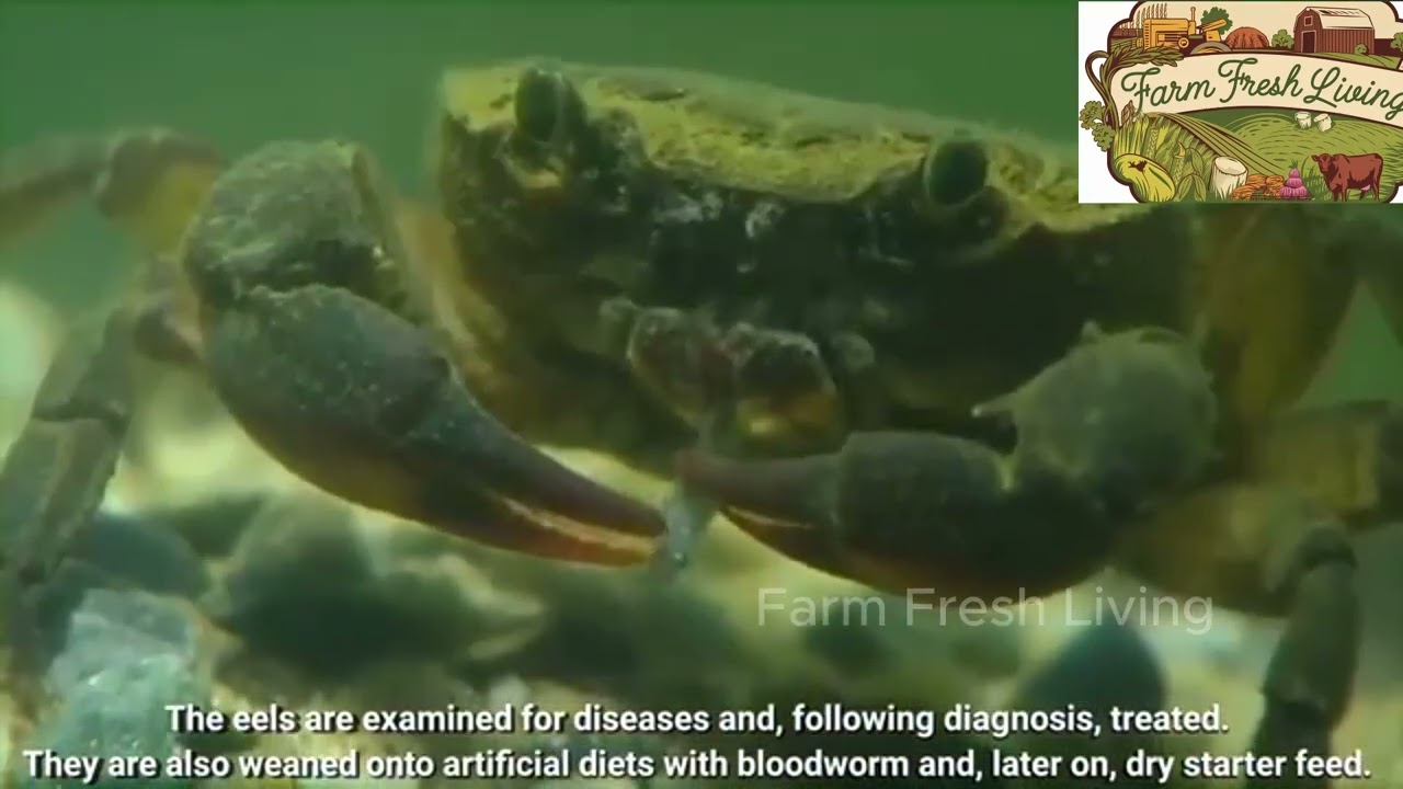 glass eel farming process