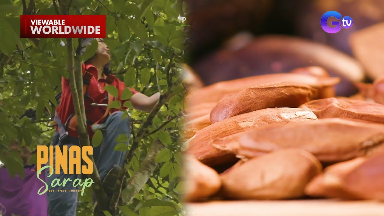 Kara David, nag-harvest ng pili sa Tanay, Rizal! | Pinas Sarap