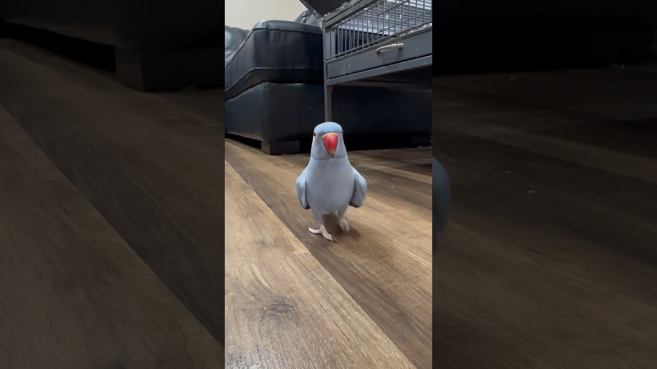 &ldquo;I love you big baby&rdquo; 🤣 #indianringneck #funny #talkingparrot #parrot