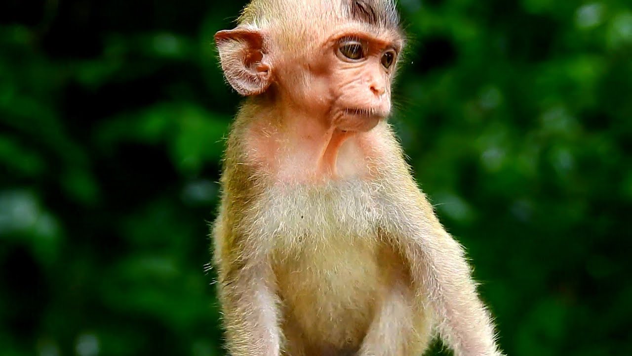 mostly scare monkey Vigo mother leave her alone in forests