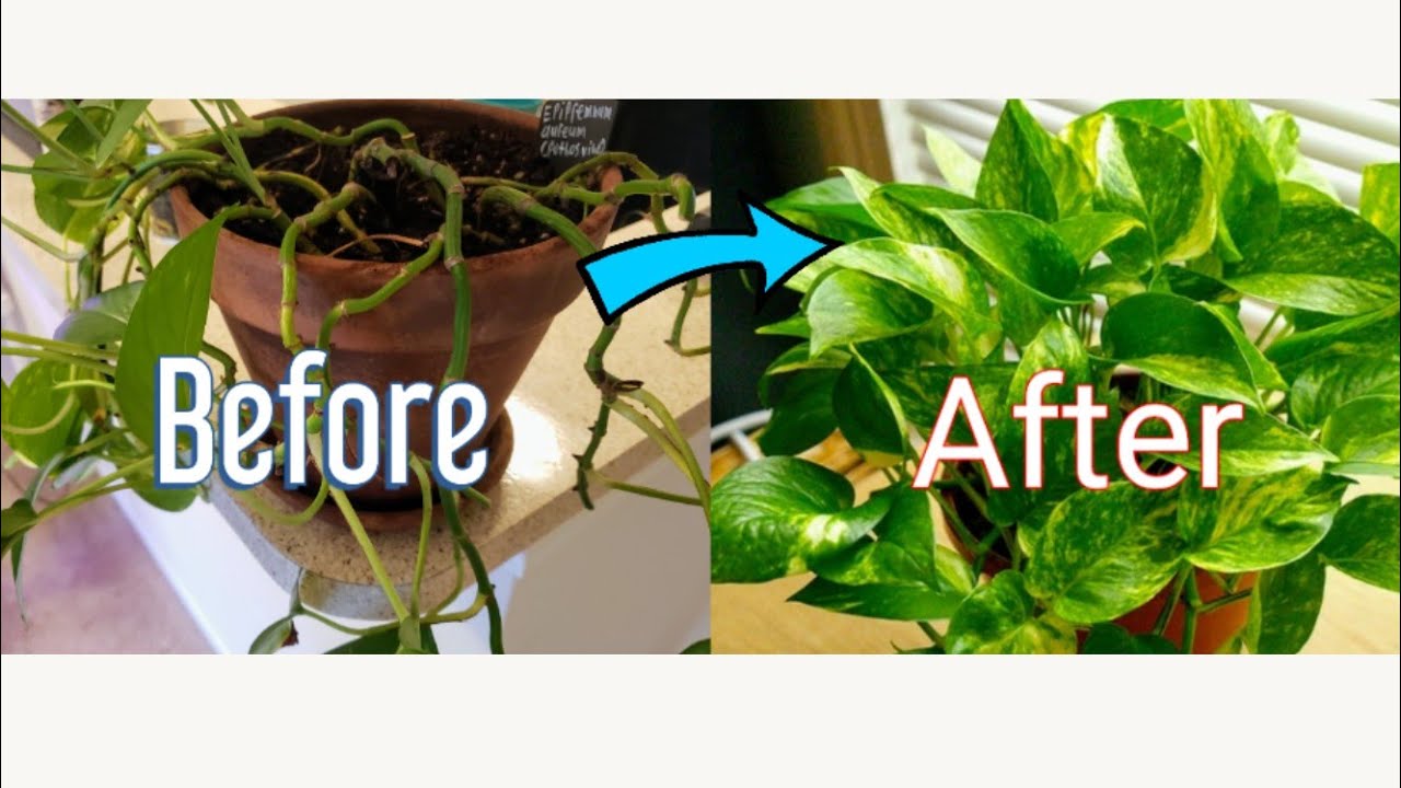 How to Propagate Pothos Vine