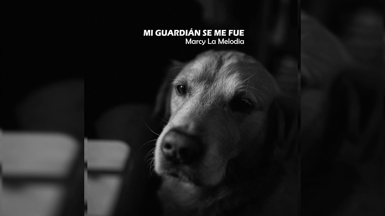 Mi Guardián Se Me Fue 🦴🖤  -  Marcy La Melodia / Canción para una mascota fallecida