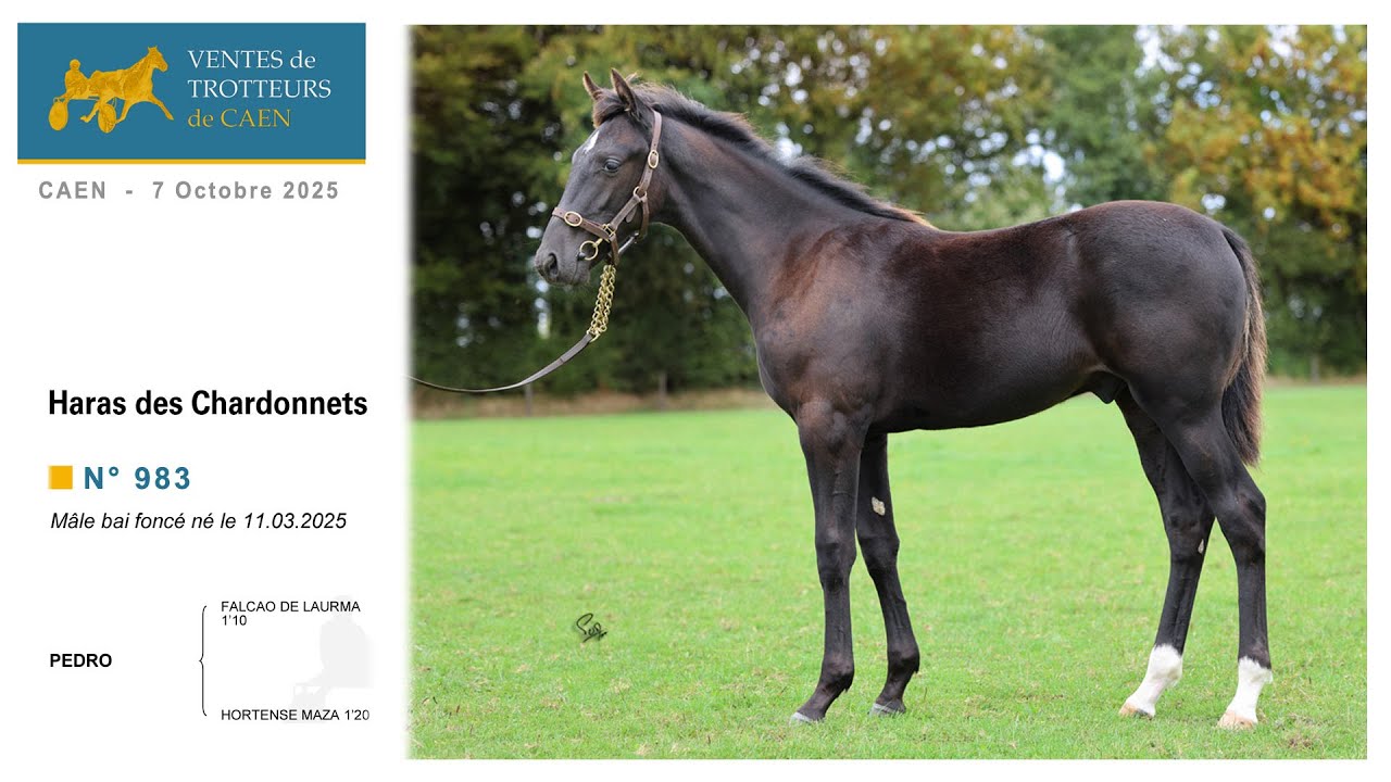 Ventes De Caen - N° 983 - Pedro, M. né en 2025, / Falcao De L., présenté / le Haras Des Chardonnets.