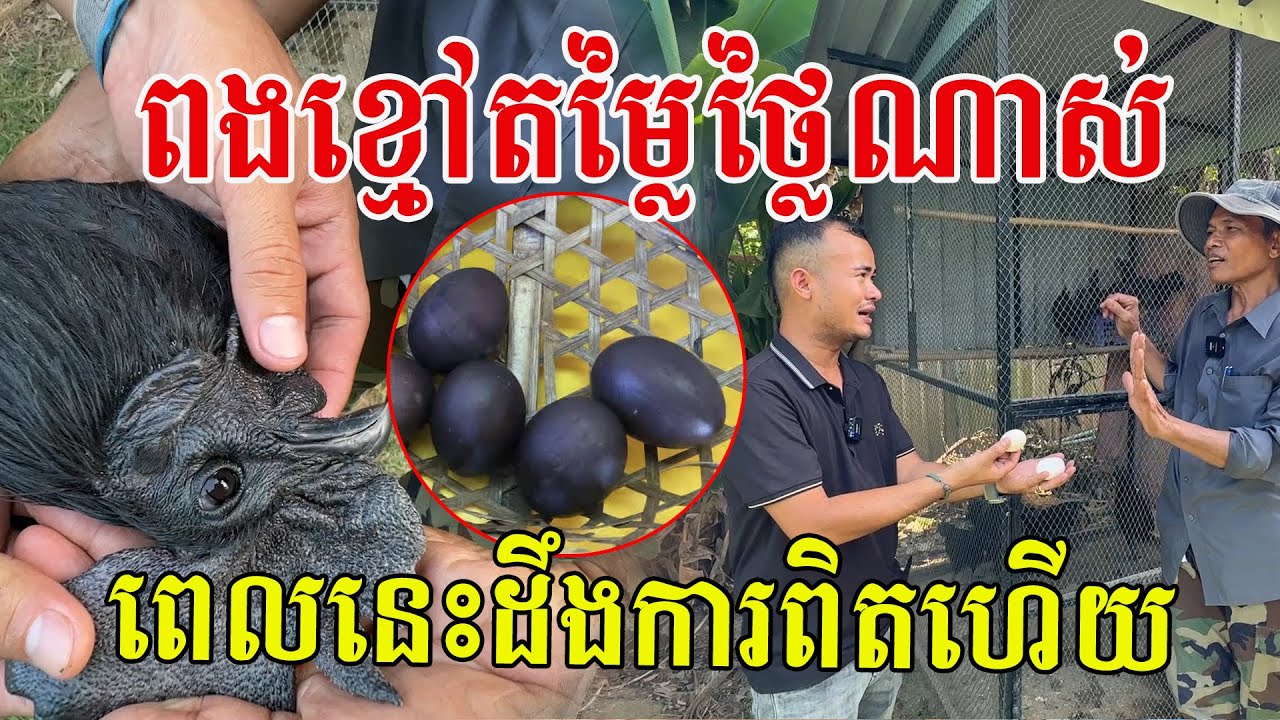 មាន់ពងខ្មៅតម្លៃថ្លៃណាស់ ពេលនេះដឹងការពិតហើយ ក្រោយអ្នកជំនាញចិញ្ចឹមបញ្ជាក់