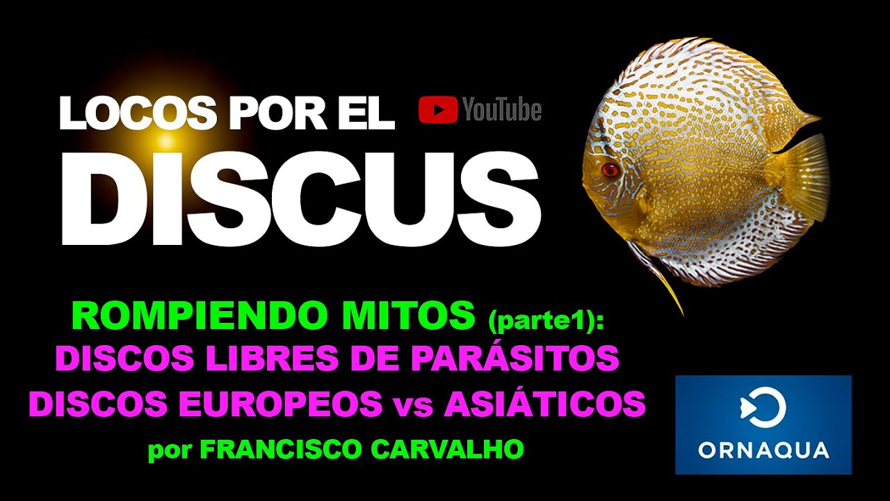 ROMPIENDO MITOS SOBRE EL PEZ DISCO parte 1: DISCOS LIBRES DE PARÁSITOS.