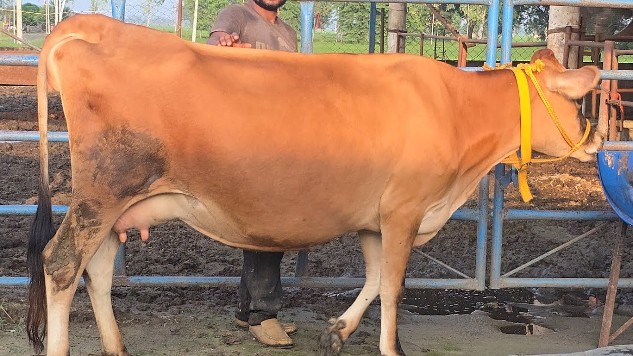 Special offer 💯 हर गाय के ऊपर 20,000 का डिस्काउंट😇 Sarb Cheema Dairy Farm cont 75080 23218 