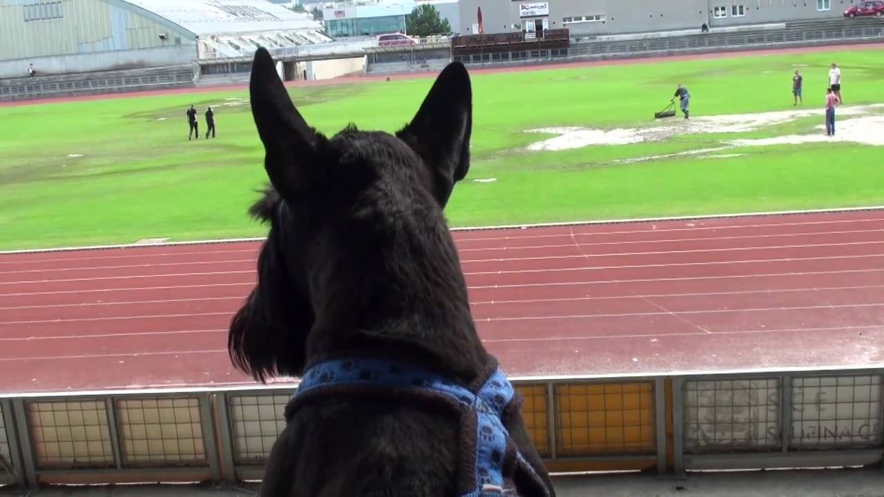 Hitchcock, my dog - European Open (Deutsch)