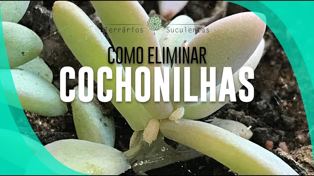 Terrários & Suculentas - Como matar cochonilhas