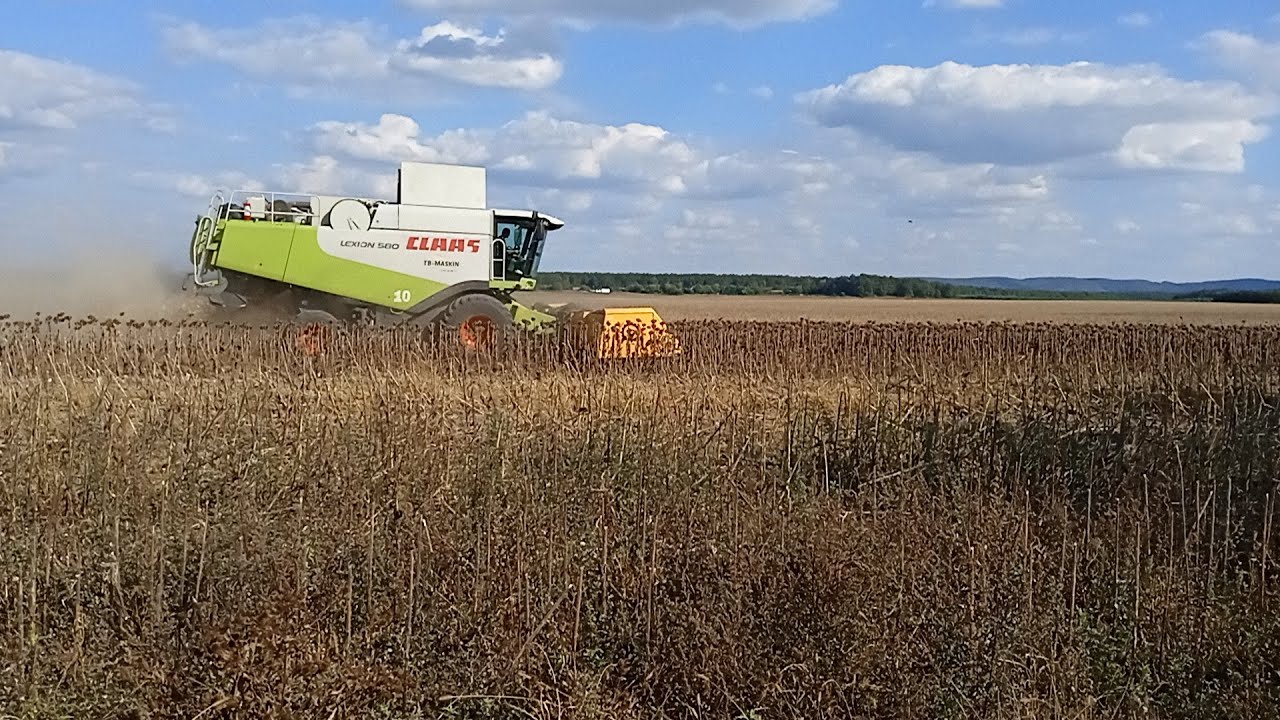 Жнива соняшнику 2023! Комбайн CLAAS LEXION 440.580.