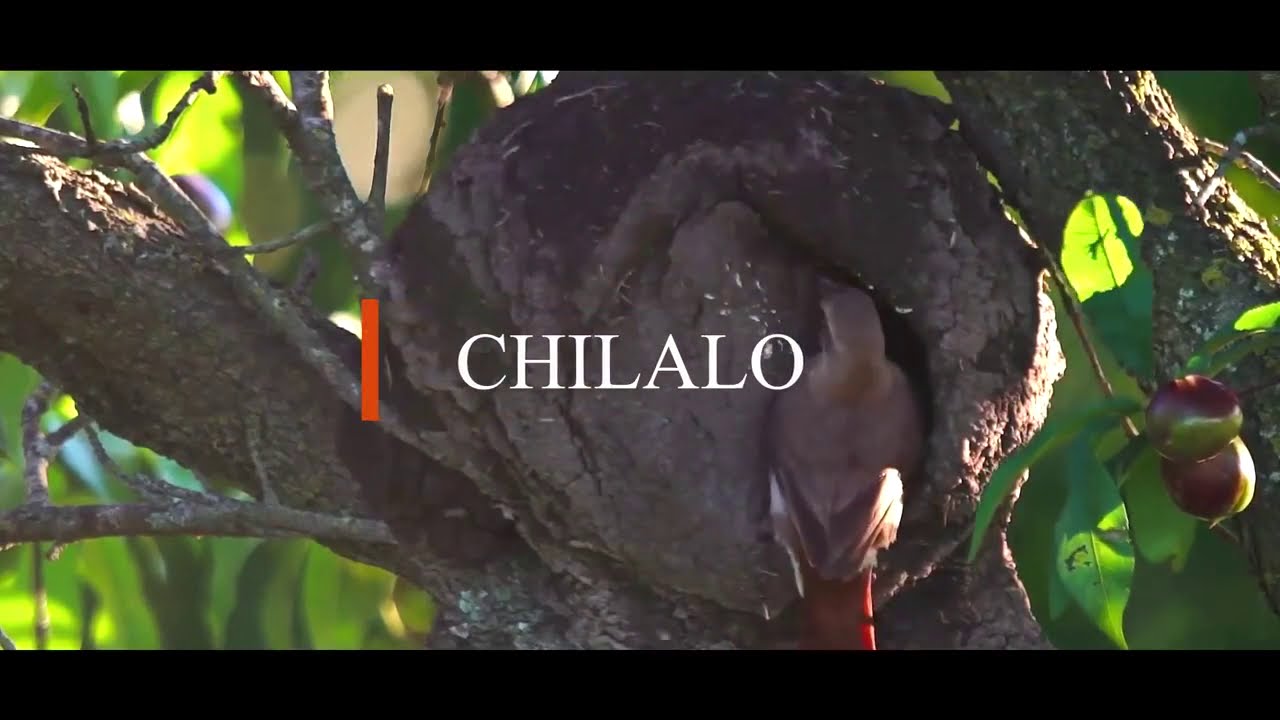 PEQUE&Ntilde;O DOCUMENTAL DEL PAJARO HORNERO O CONOCIDO EN NUESTRO CANTON COMO CHILALO.