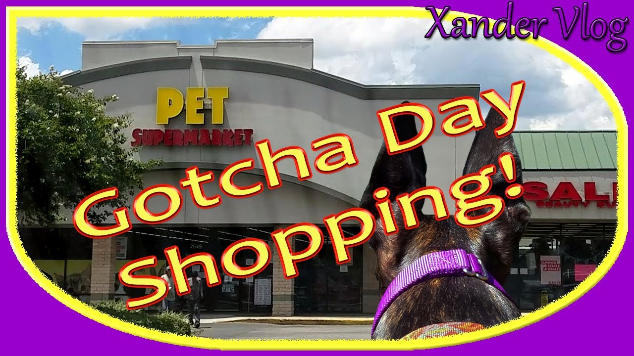 Retired racer Xander's 2nd GOTCHA day celebration! | Life with a retired racing Greyhound