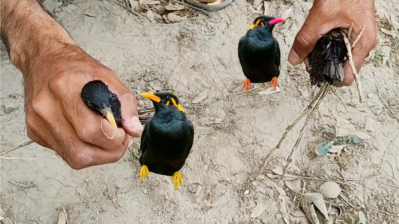 The Best Way to Trap and Release a Hill Myna