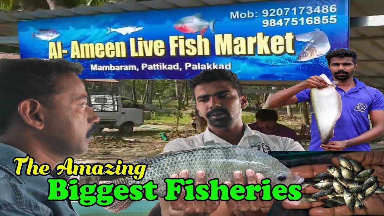 Biggest Fisheries in Palakkad Al-Ameen Fish Farm #fishing #fisheries #fishfarming #fishfarmingkerala