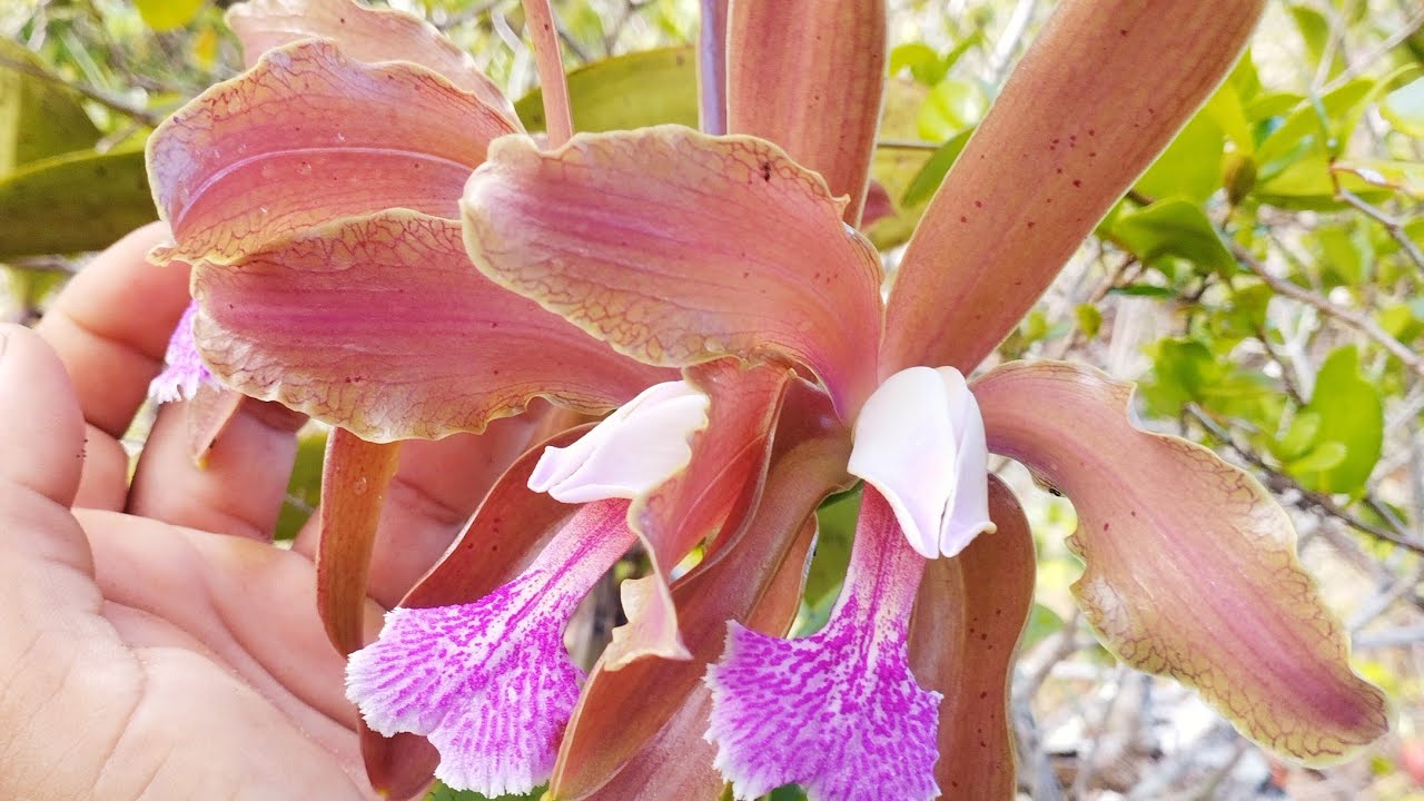 Paraiso das orquídeas cattleyas granulosas