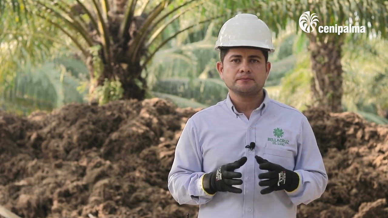 Uso de biomasa - Plantación Bellacruz del Llano