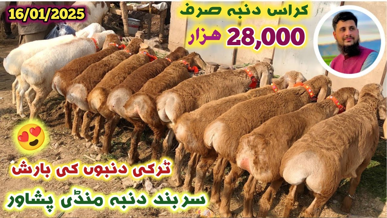 Turkey & Balkhi Dumba Mandi 16/01/2025 New Updates Sarband Peshawar | Eid Ul Azha 2025 | Izhar Ali
