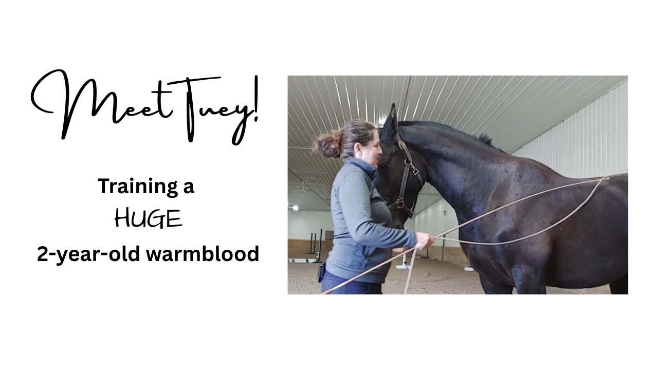 Meet baby Tuey! Ground training a 2 year old horse vlog