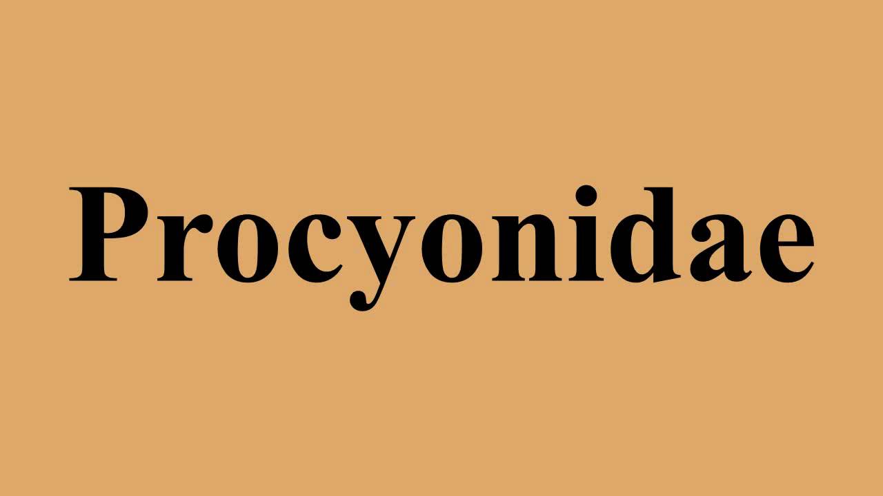 Procyonidae