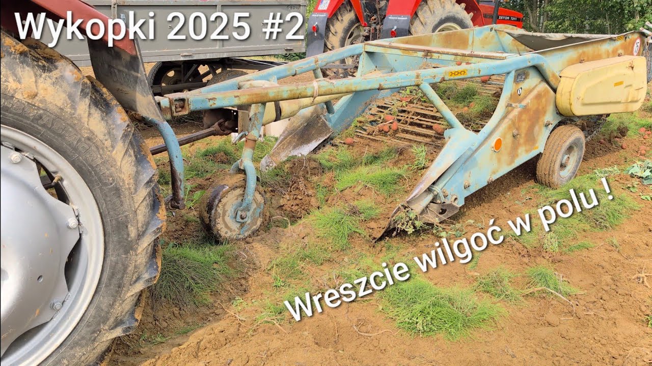 Wykopki ziemniaków 2025 | Massey Ferguson 255 i Kopaczka elewatorowa 