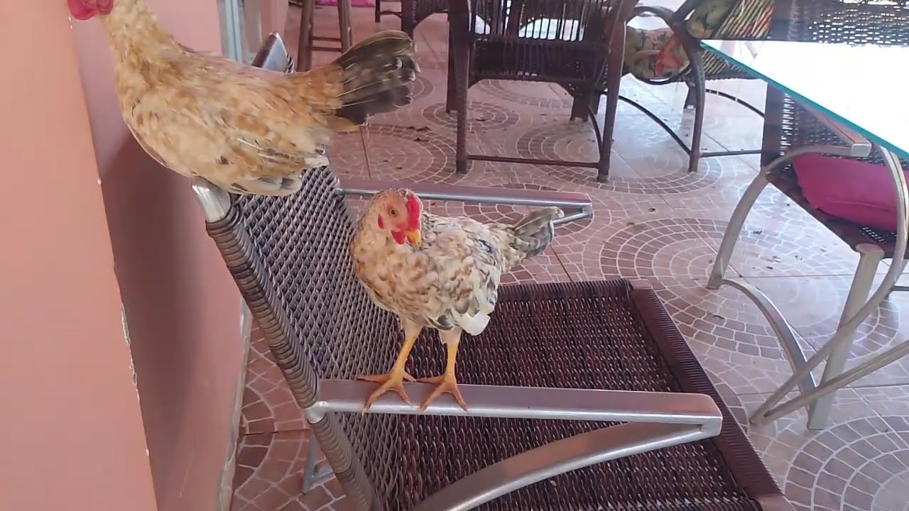 Vem plantar quiabo comigo + Atualização dos Milhos + Rastelei a grama