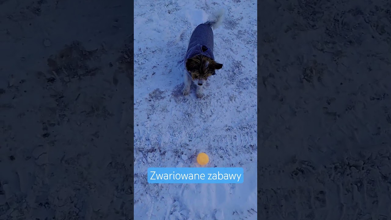 zwariowane zabawy