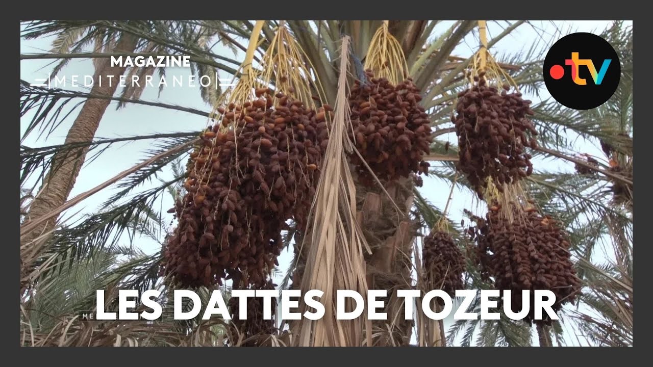 MEDITERRANEO – En Tunisie, la récolte acrobatique des dattes de Tozeur