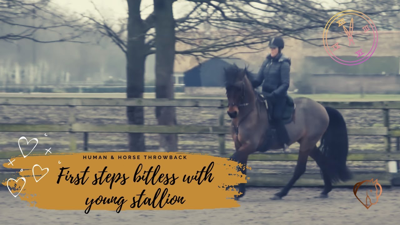WORKING BITLESS WITH YOUNG STALLION GAUCHO 🖤🌟😊