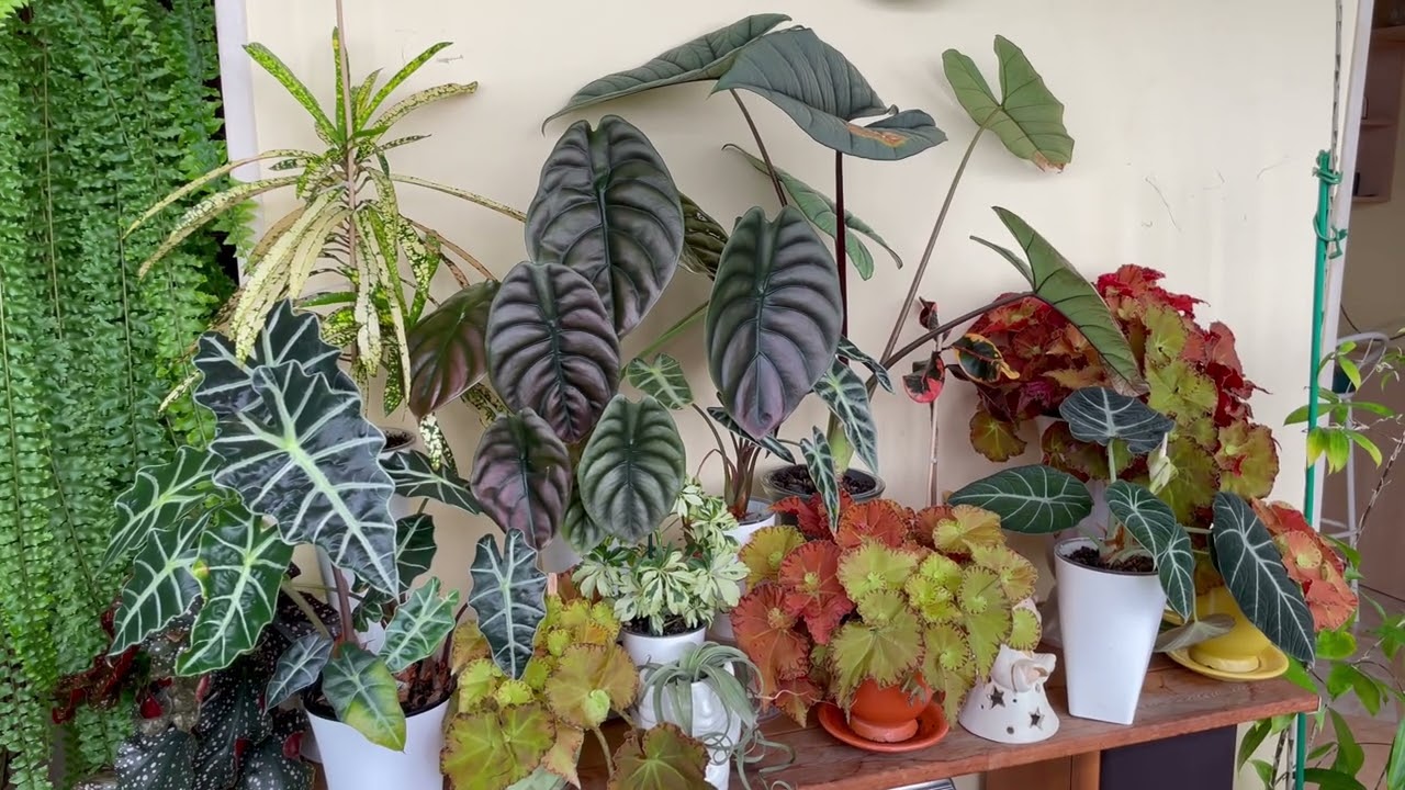 Джунгли в квартире. Обзор садика. Часть 2.